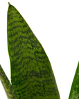 Snake Plant 'Zeylanica' Live Indoor Plant (Dracaena trifasciata), Easy Care Low Light Drought Tolerant Houseplant for Home and Office Decor
