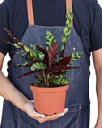 Rattlesnake Calathea (Goeppertia insignis)