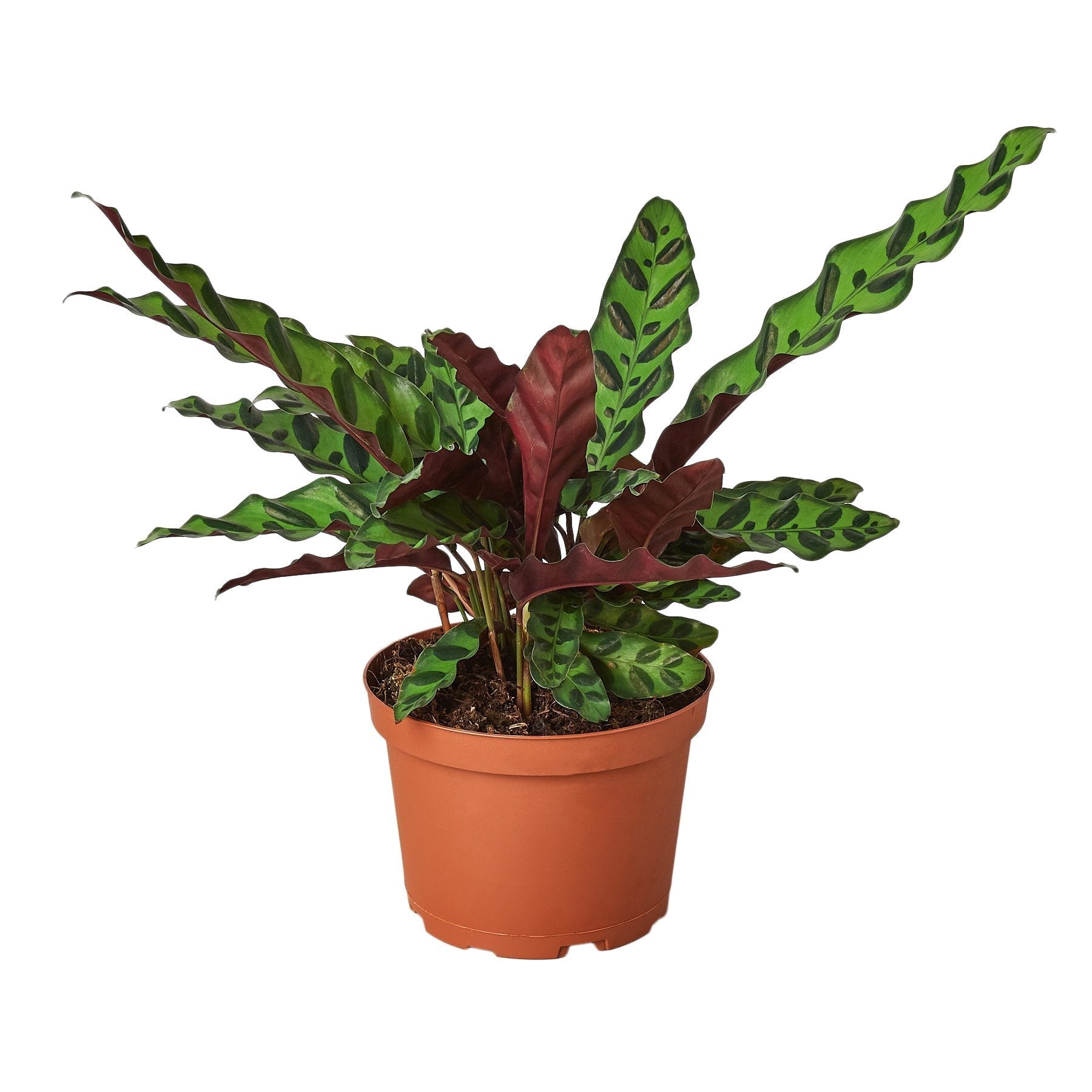 Calathea 'Rattlesnake' Live Indoor Plant (Goeppertia insignis), Easy Care Tropical Foliage Houseplant for Home and Office Decor - Planty Love Co