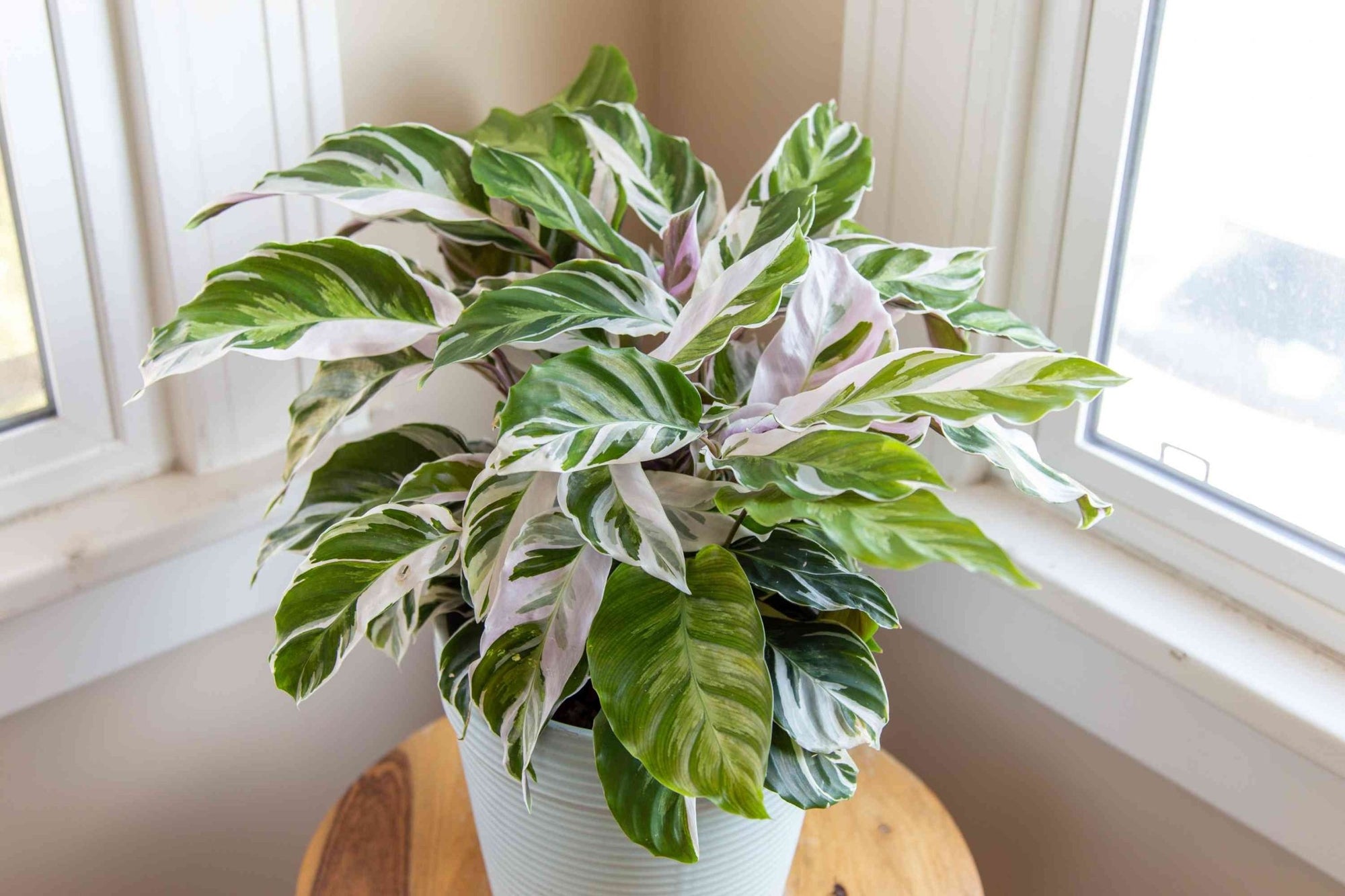 Calathea 'White Fusion' (Goeppertia / Calathea) - Planty Love Co