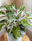 Calathea 'White Fusion' (Goeppertia / Calathea) - Planty Love Co