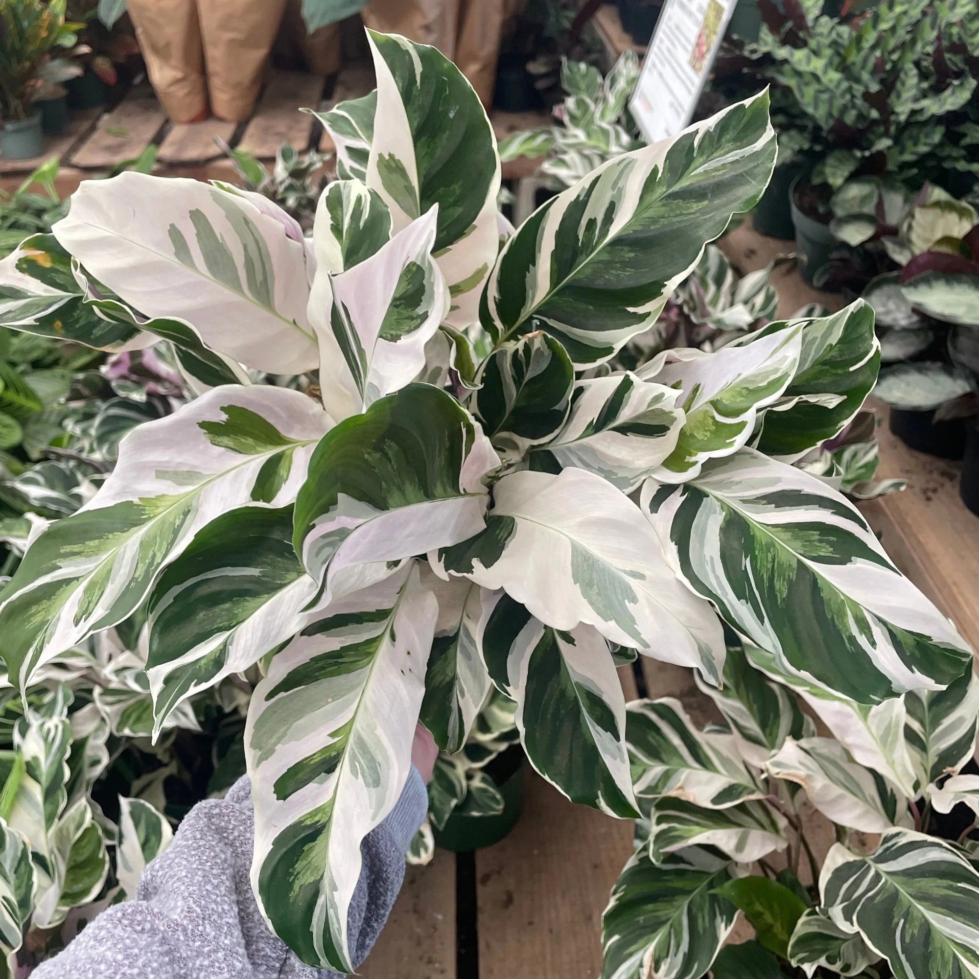 Calathea 'White Fusion' (Goeppertia / Calathea) - Planty Love Co