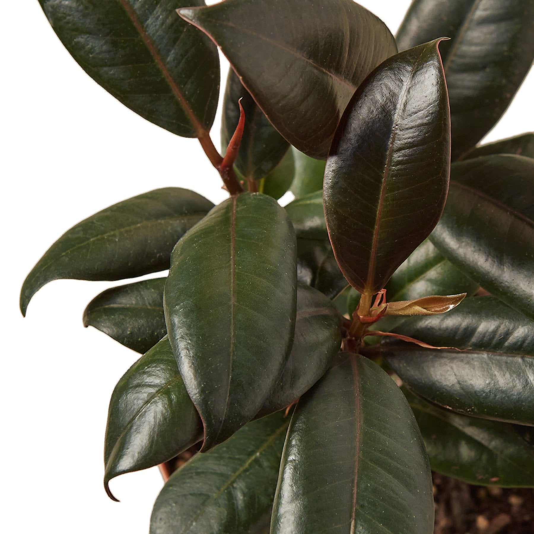 Burgundy Rubber Plant Live Indoor Plant (Ficus elastica), Easy Care Statement Foliage Houseplant for Home and Office Decor