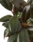 Burgundy Rubber Plant Live Indoor Plant (Ficus elastica), Easy Care Statement Foliage Houseplant for Home and Office Decor