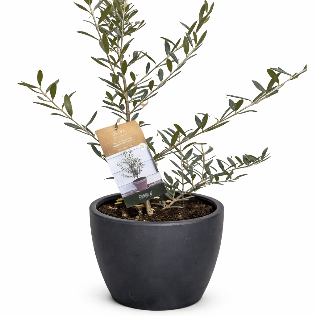 Common Olive Tree (Olea europaea) - Planty Love Co