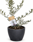 Common Olive Tree (Olea europaea) - Planty Love Co