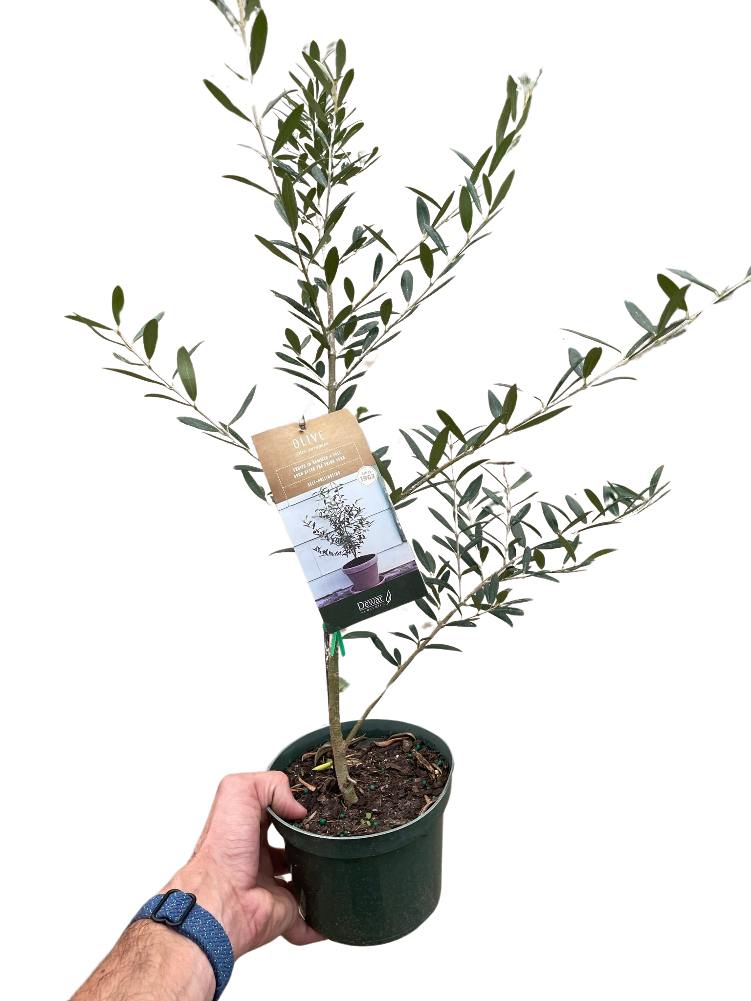Common Olive Tree (Olea europaea) - Planty Love Co