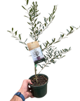 Common Olive Tree (Olea europaea) - Planty Love Co