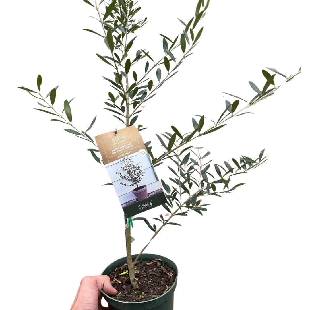 Common Olive Tree (Olea europaea) - Planty Love Co