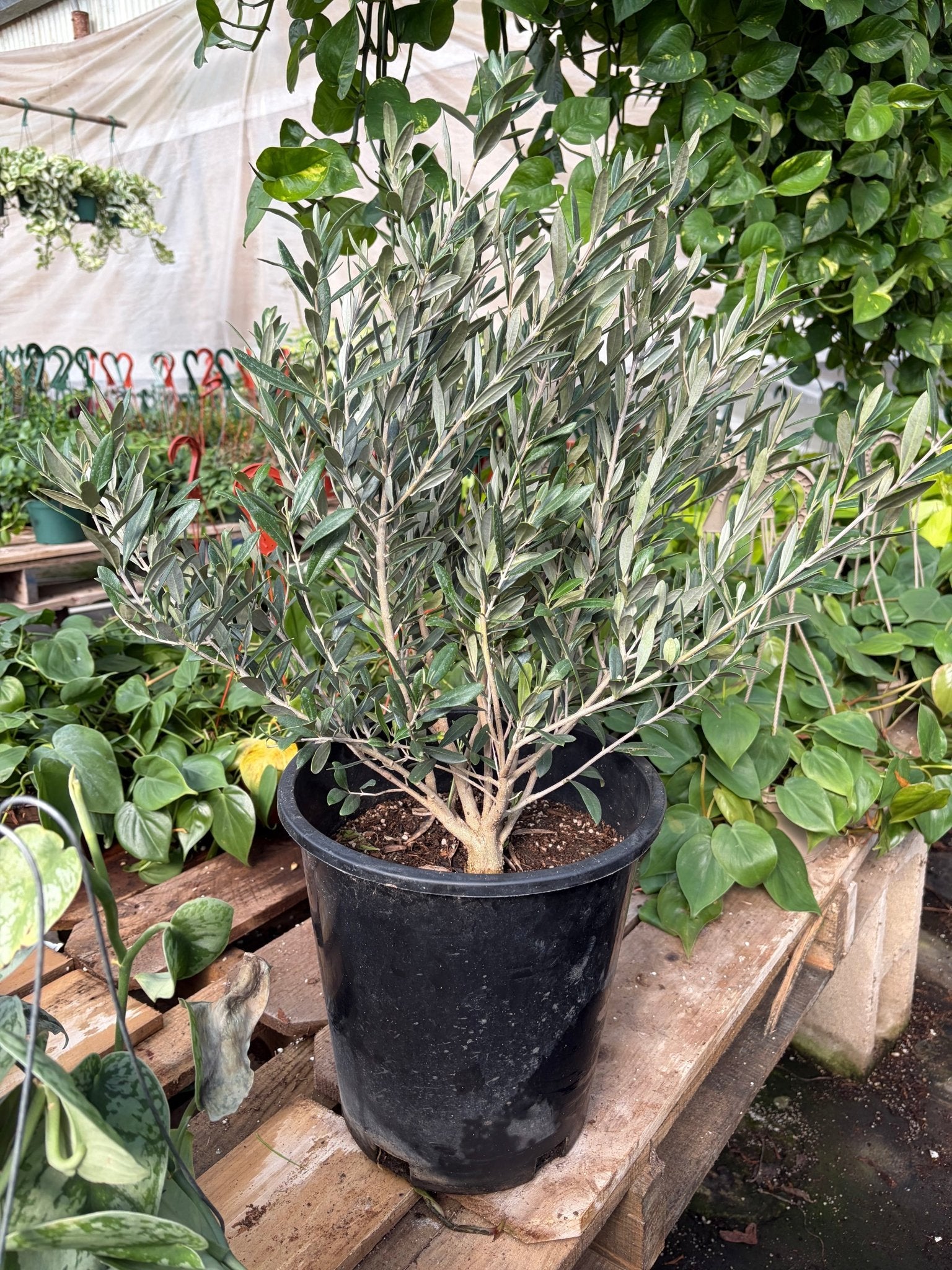Common Olive Tree (Olea europaea) - Planty Love Co