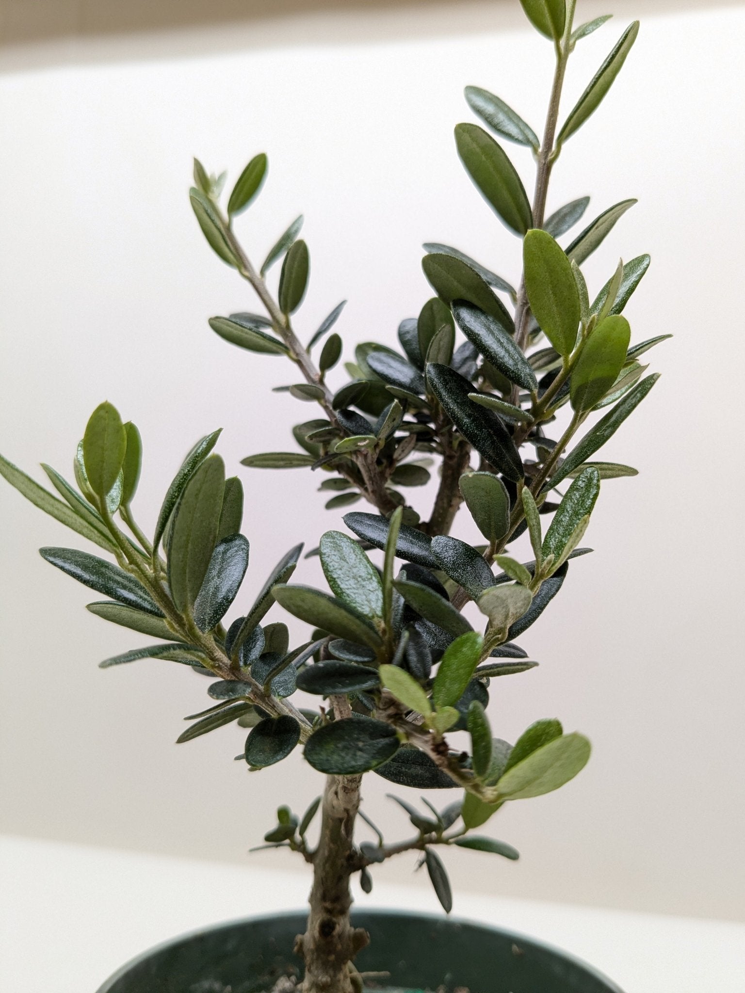 Common Olive Tree (Olea europaea) - Planty Love Co