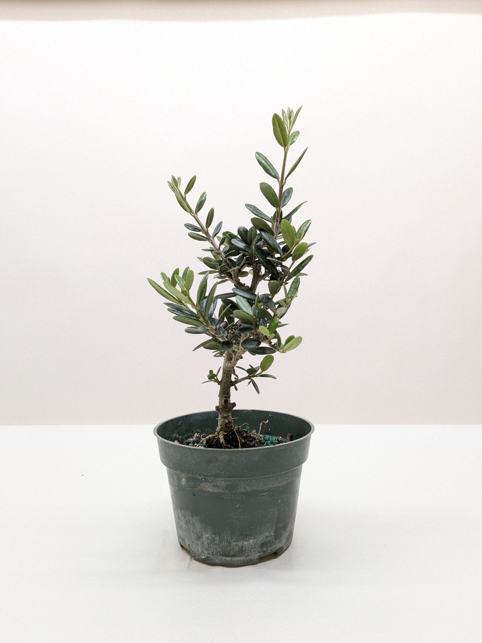 Common Olive Tree (Olea europaea) - Planty Love Co