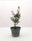 Common Olive Tree (Olea europaea) - Planty Love Co