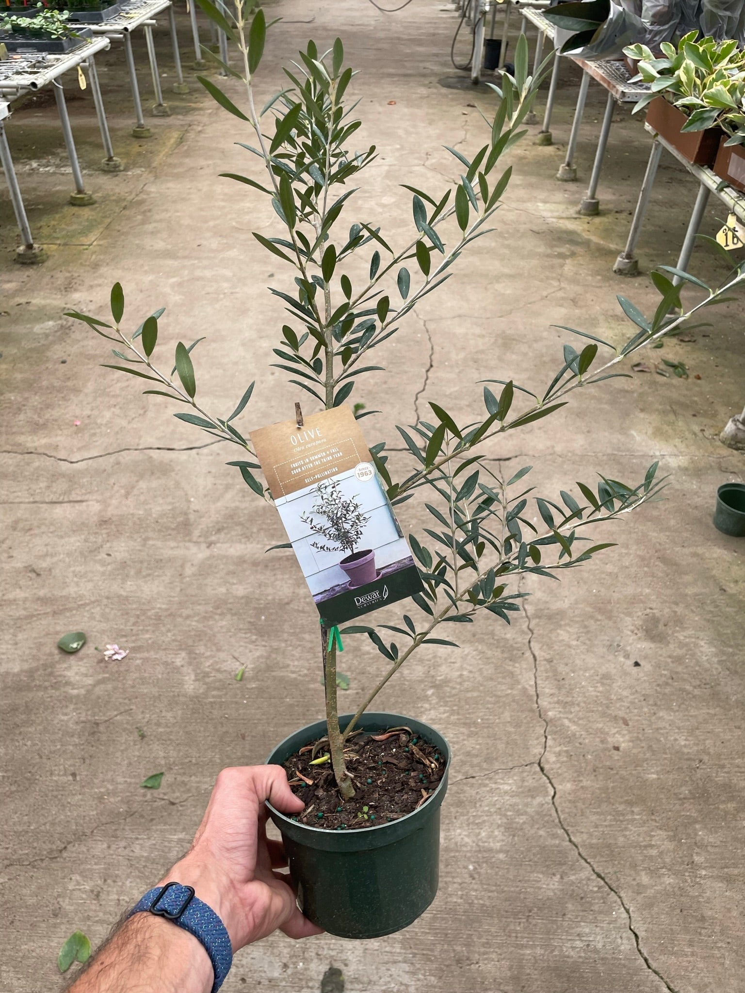 Common Olive Tree (Olea europaea) - Planty Love Co