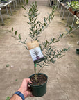 Common Olive Tree (Olea europaea) - Planty Love Co