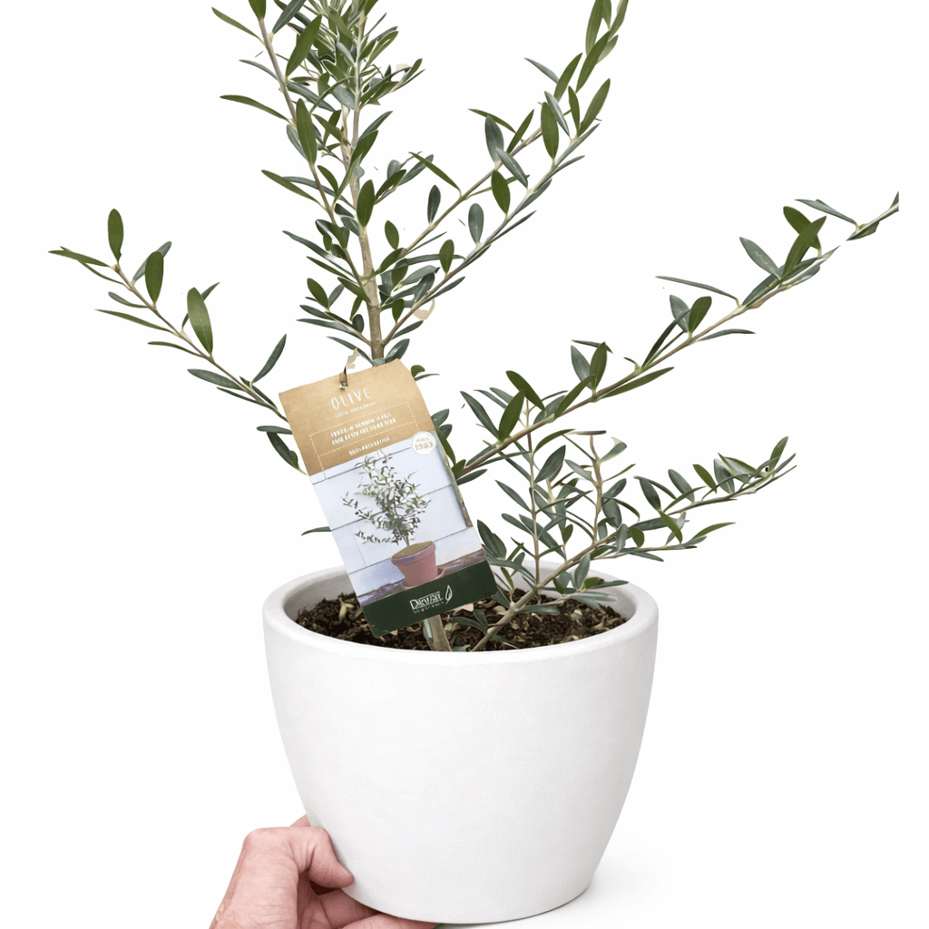 Common Olive Tree (Olea europaea) - Planty Love Co