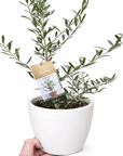 Common Olive Tree (Olea europaea) - Planty Love Co
