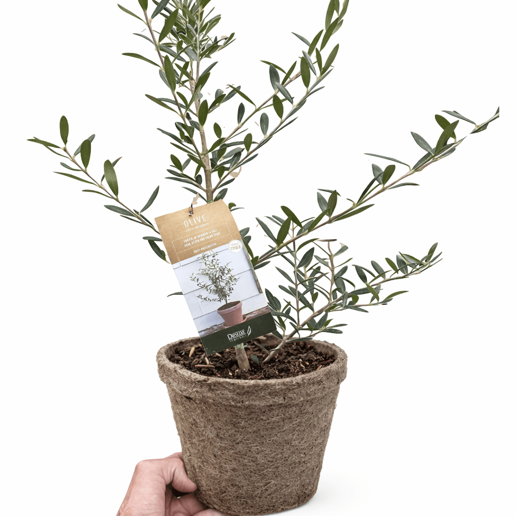 Common Olive Tree (Olea europaea) - Planty Love Co