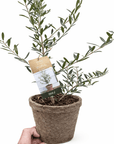Common Olive Tree (Olea europaea) - Planty Love Co