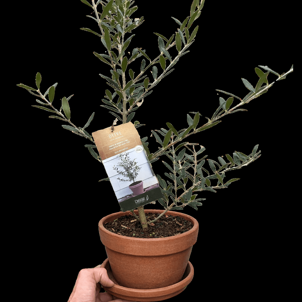 Common Olive Tree (Olea europaea) - Planty Love Co