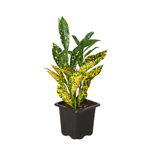 Croton 'Gold Dust' Live Indoor Plant (Codiaeum variegatum), Easy Care Colorful Foliage Houseplant for Home and Office Decor - Planty Love Co