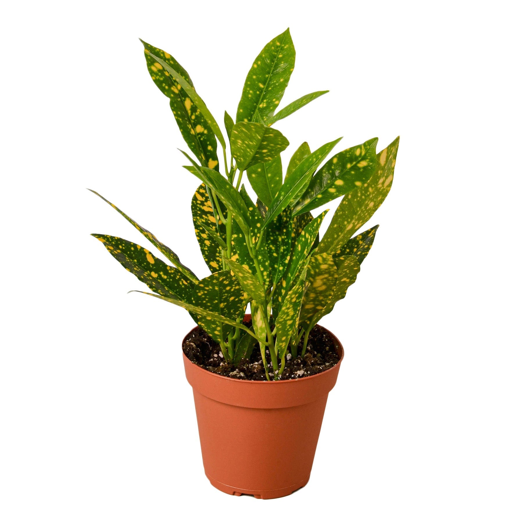 Croton 'Gold Dust' Live Indoor Plant (Codiaeum variegatum), Easy Care Colorful Foliage Houseplant for Home and Office Decor - Planty Love Co