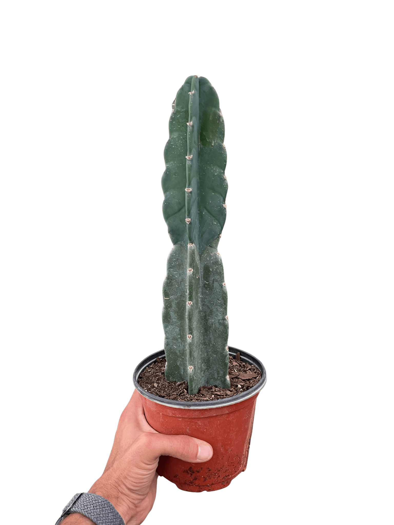 Cuddly Cactus Live Indoor Plant (Cereus jamacaru), Easy Care Spineless Succulent Houseplant for Home and Office Decor - Planty Love Co