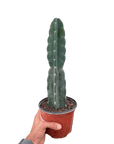 Cuddly Cactus (Cereus jamacaru)