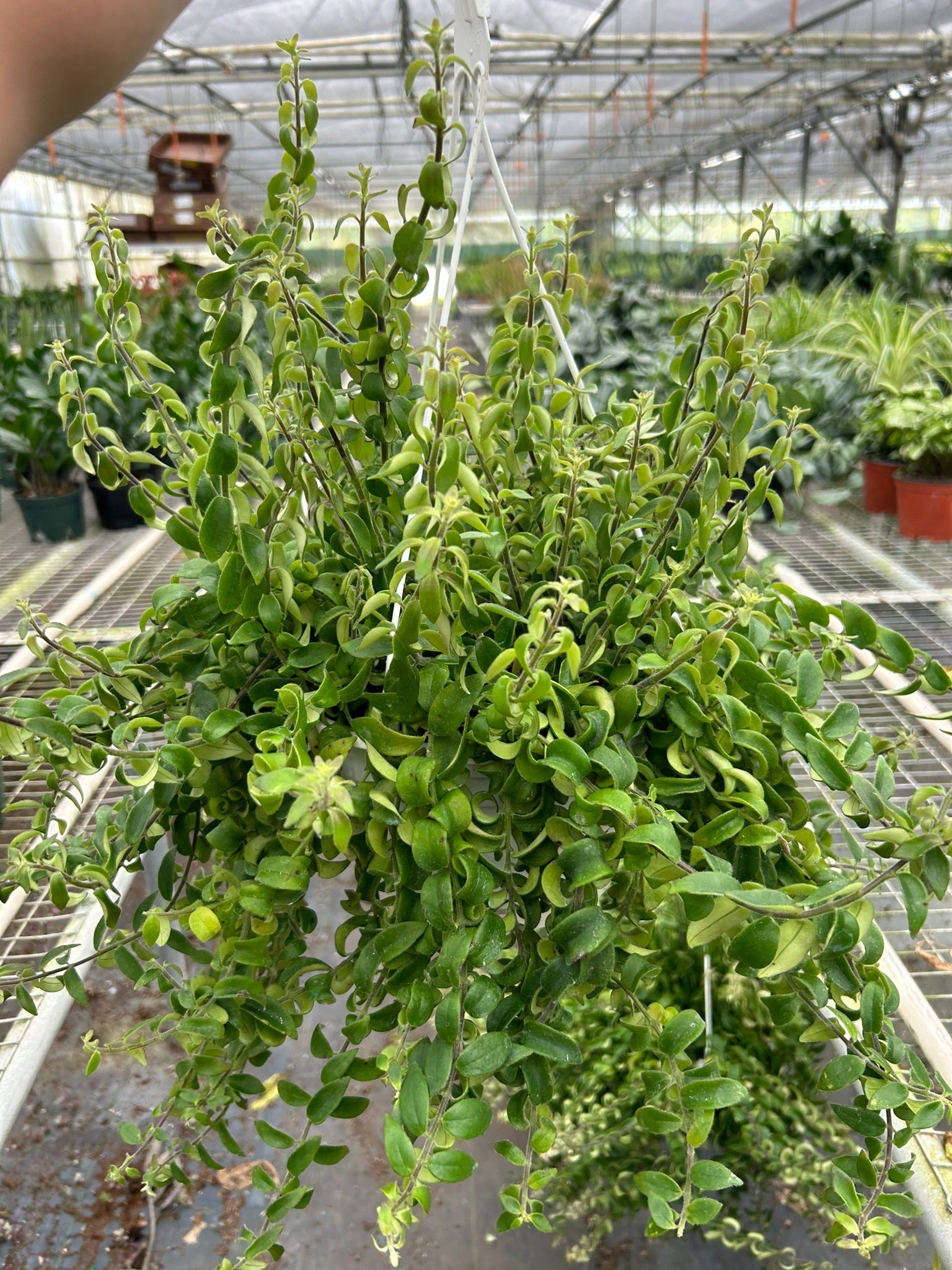 Curly Lipstick Plant (Aeschynanthus radicans) - Planty Love Co