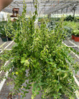 Curly Lipstick Plant (Aeschynanthus radicans) - Planty Love Co