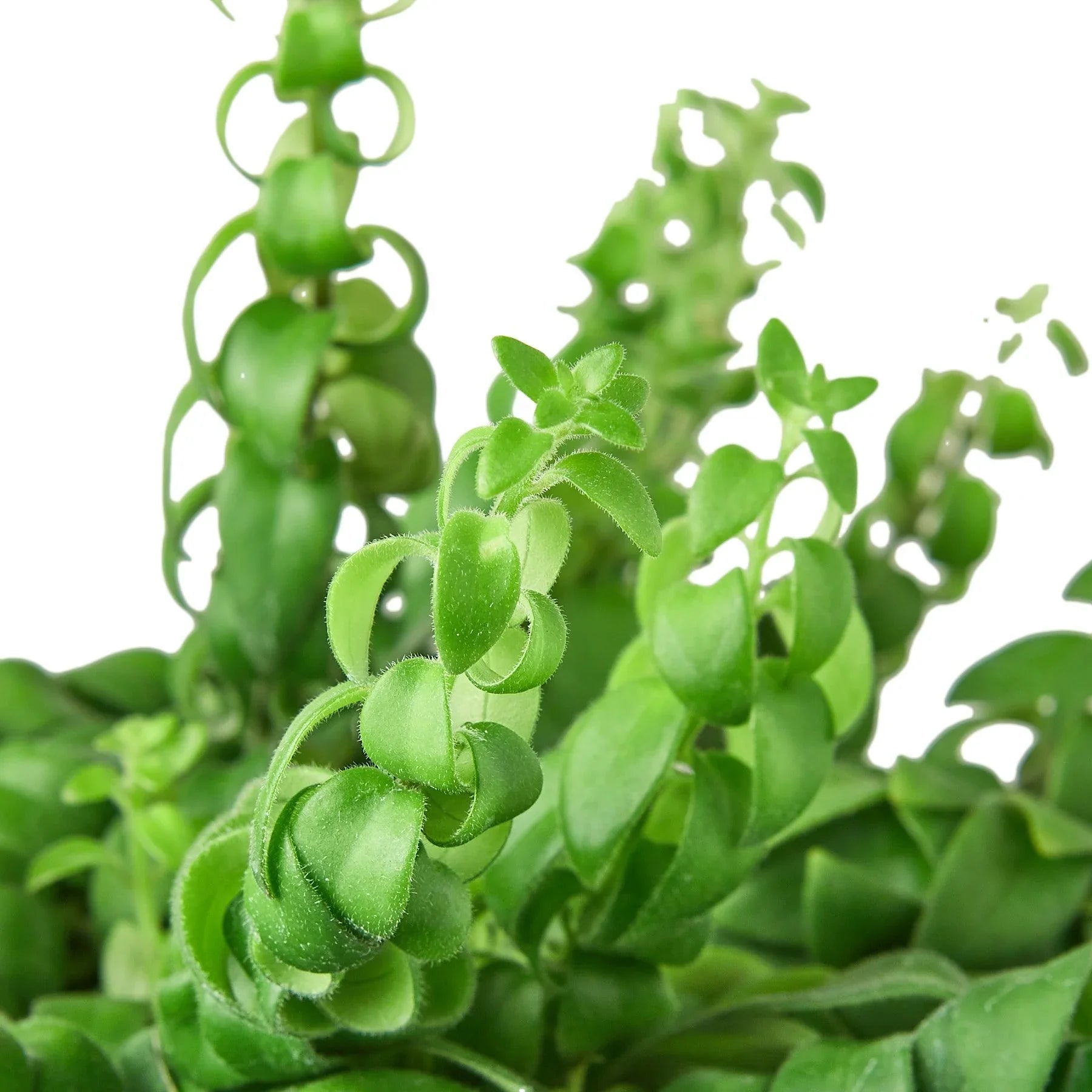 Curly Lipstick Plant (Aeschynanthus radicans) - Planty Love Co