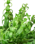 Curly Lipstick Plant (Aeschynanthus radicans) - Planty Love Co