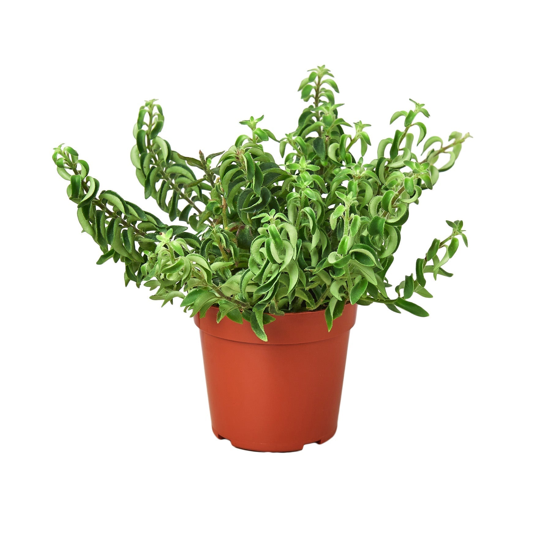 Curly Lipstick Plant (Aeschynanthus radicans) - Planty Love Co
