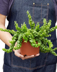 Curly Lipstick Plant (Aeschynanthus radicans) - Planty Love Co