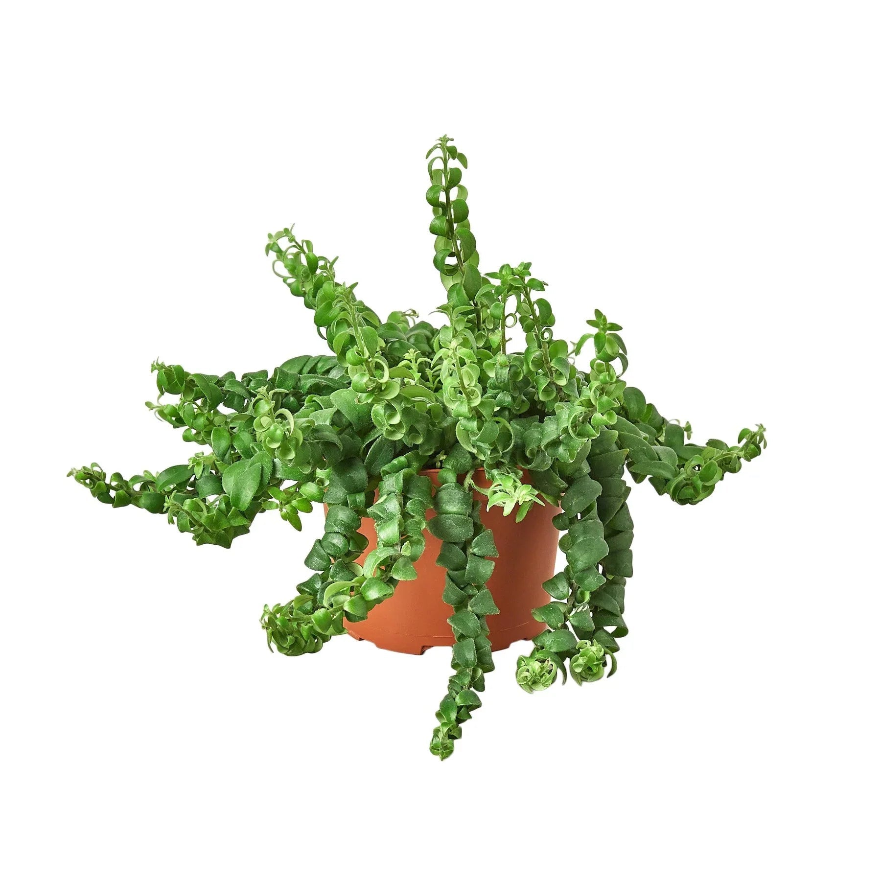 Curly Lipstick Plant (Aeschynanthus radicans) - Planty Love Co