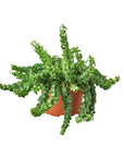 Curly Lipstick Plant (Aeschynanthus radicans) - Planty Love Co