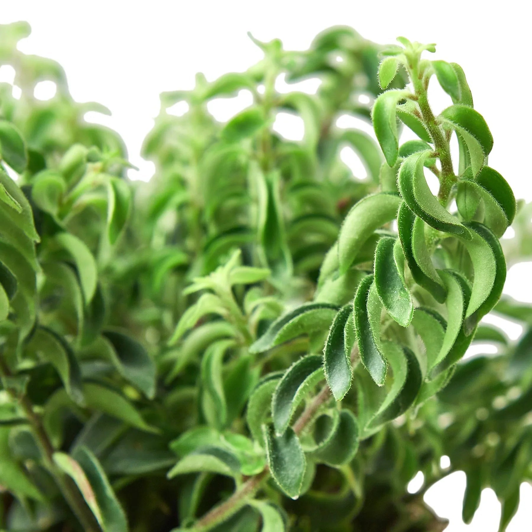 Curly Lipstick Plant (Aeschynanthus radicans) - Planty Love Co