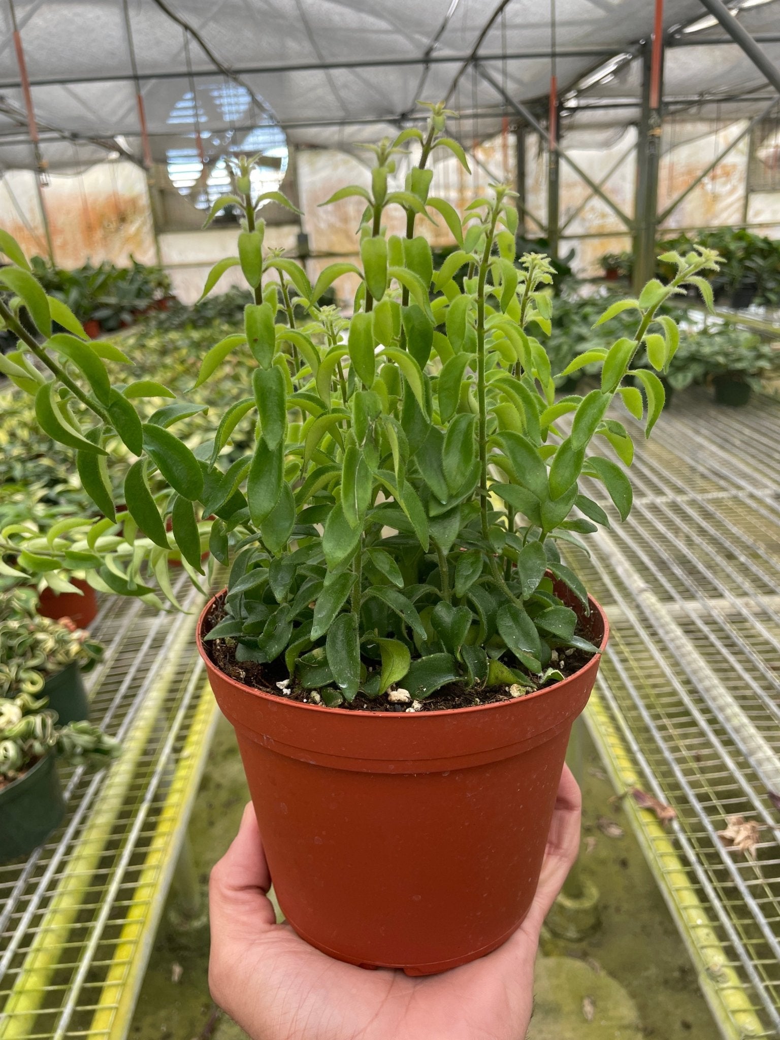 Curly Lipstick Plant (Aeschynanthus radicans) - Planty Love Co