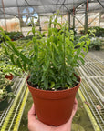 Curly Lipstick Plant (Aeschynanthus radicans) - Planty Love Co