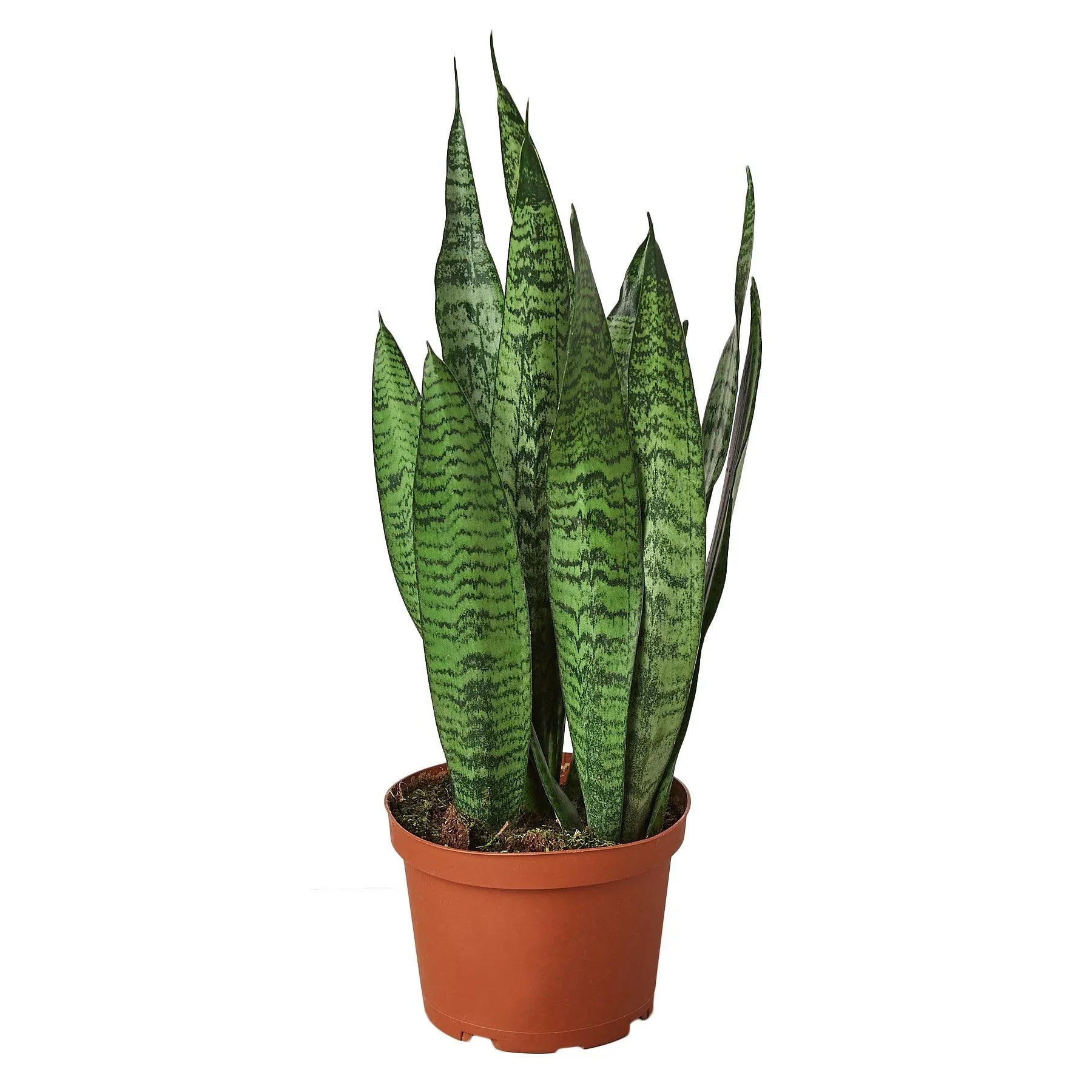 Snake Plant 'Zeylanica' Live Indoor Plant (Dracaena trifasciata), Easy Care Low Light Drought Tolerant Houseplant for Home and Office Decor