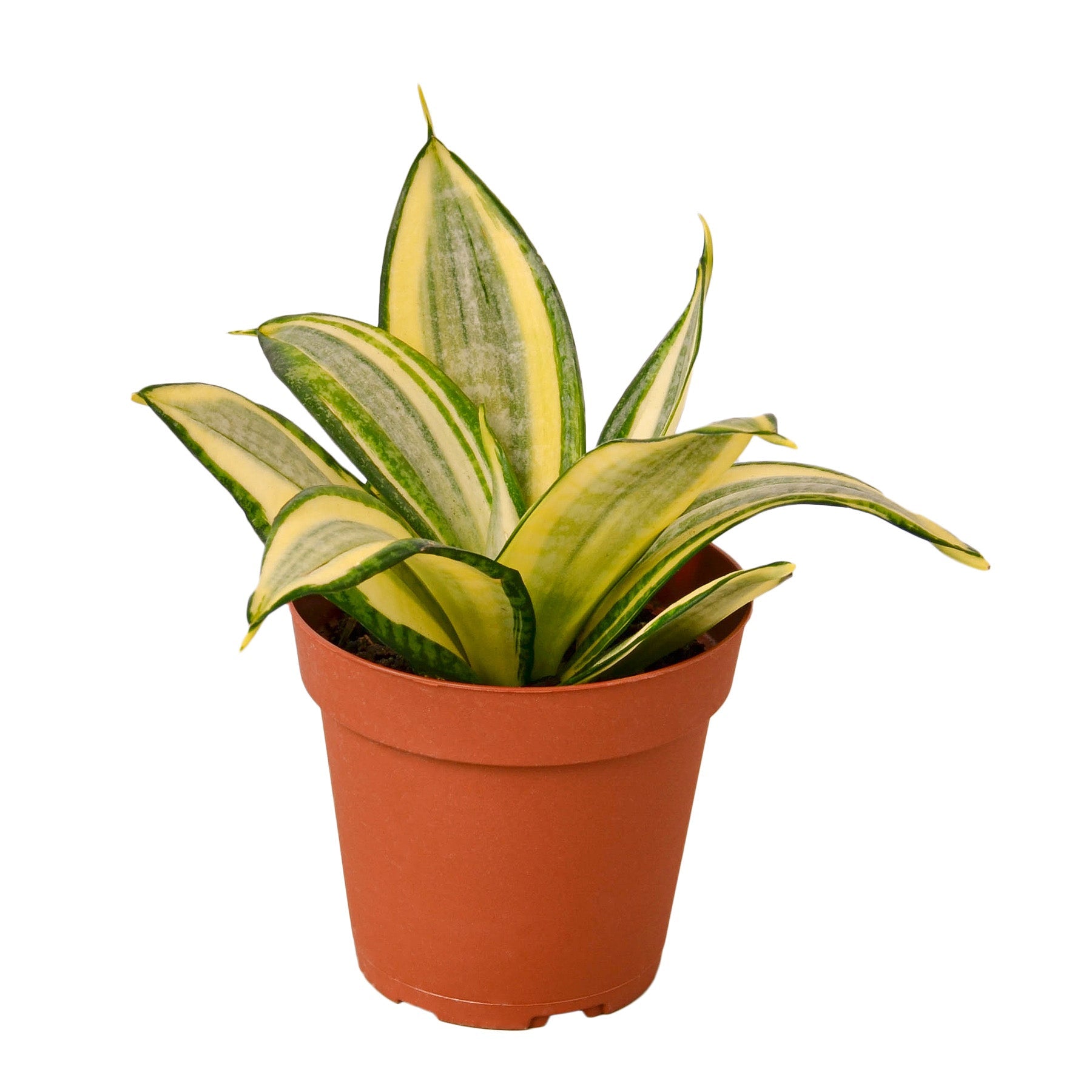 Gold Hahnii Snake Plant Live Indoor Plant (Sansevieria trifasciata), Easy Care Low Light Compact Houseplant for Home and Office Decor