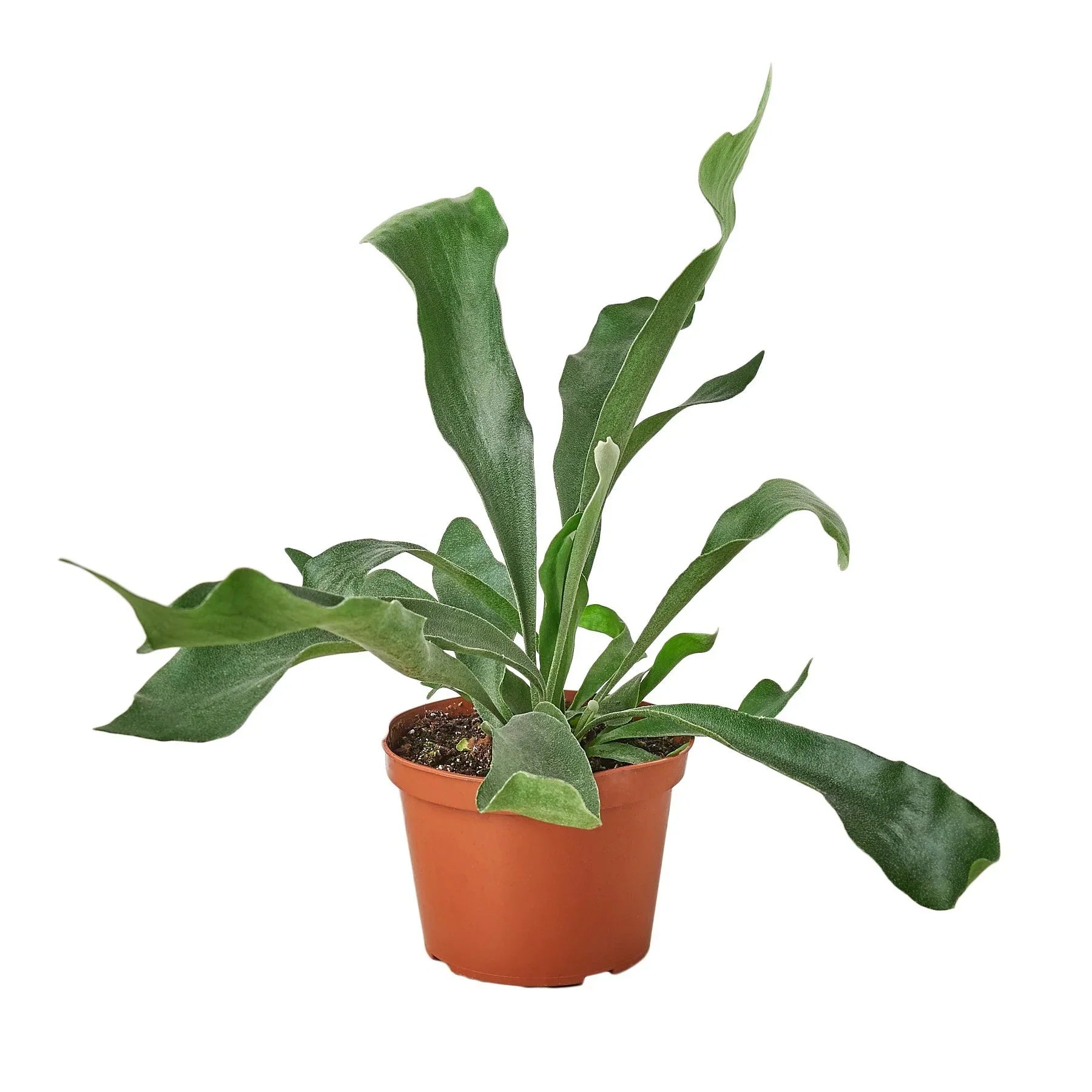 Staghorn Fern Live Indoor Plant (Platycerium), Easy Care Mountable Fern Houseplant for Home and Office Decor