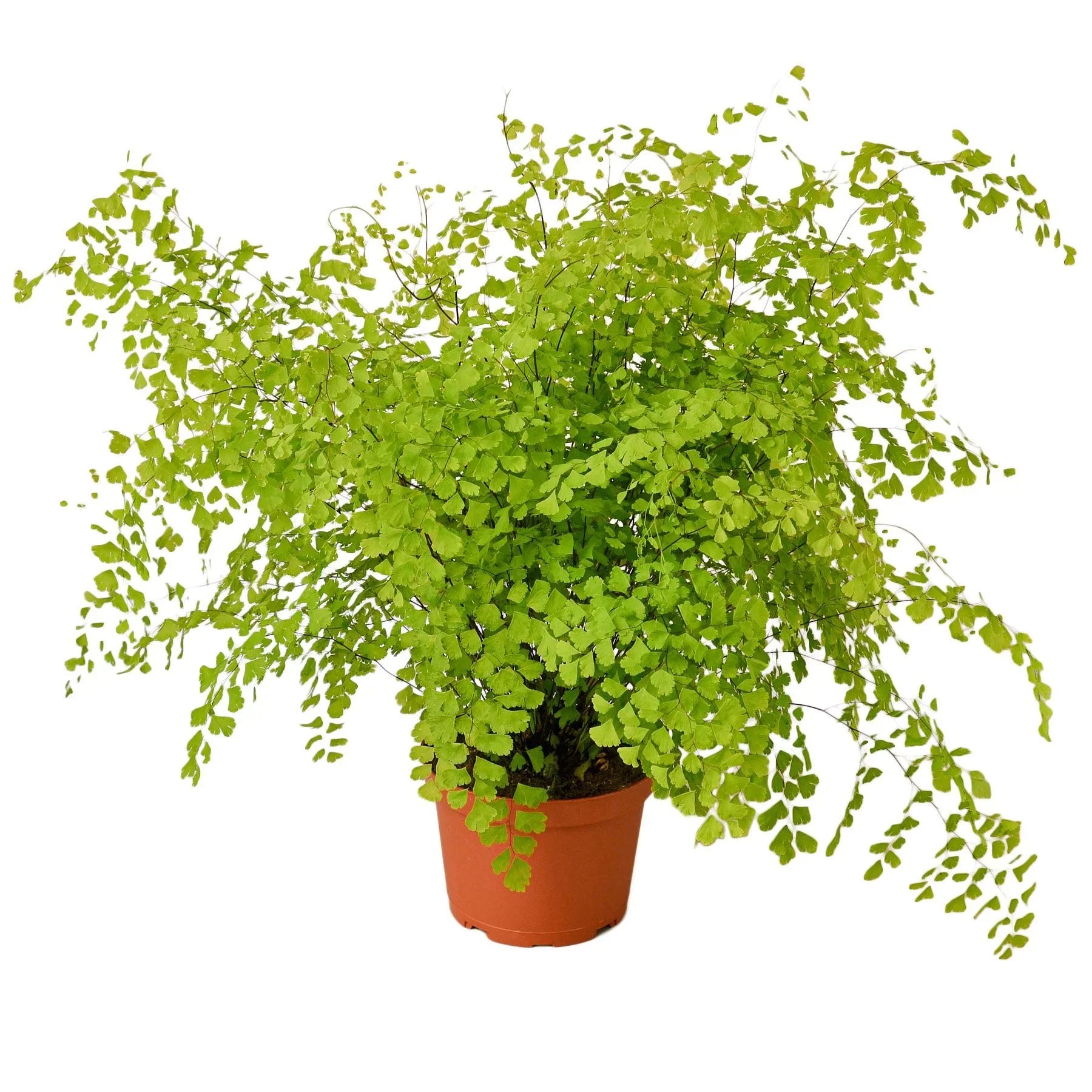 Maidenhair Fern Live Indoor Plant (Adiantum), Easy Care Delicate Fern Houseplant for Home and Office Decor