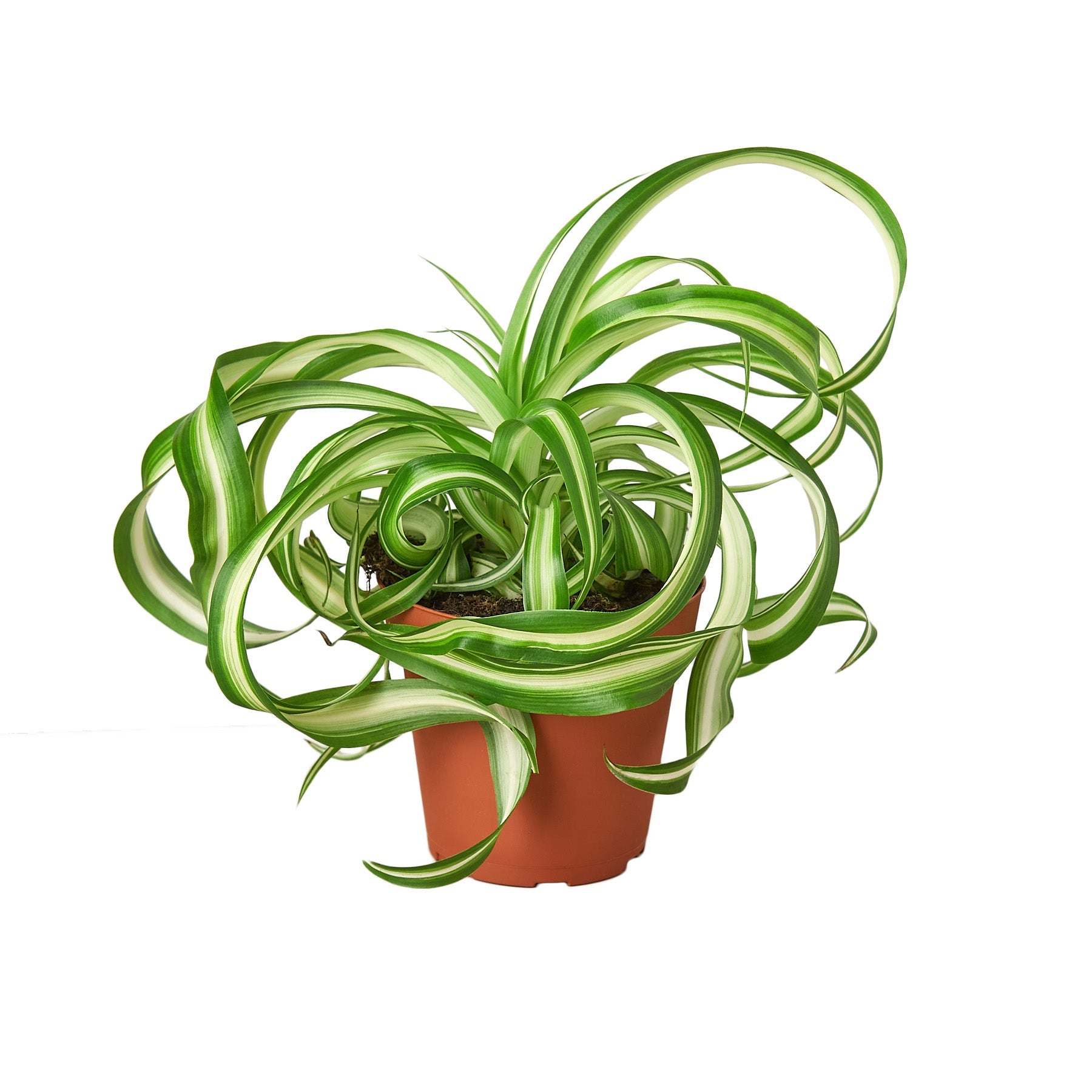 Spider Plant 'Bonnie' Live Indoor Plant (Chlorophytum comosum), Easy Care Curly Houseplant for Home and Office Decor