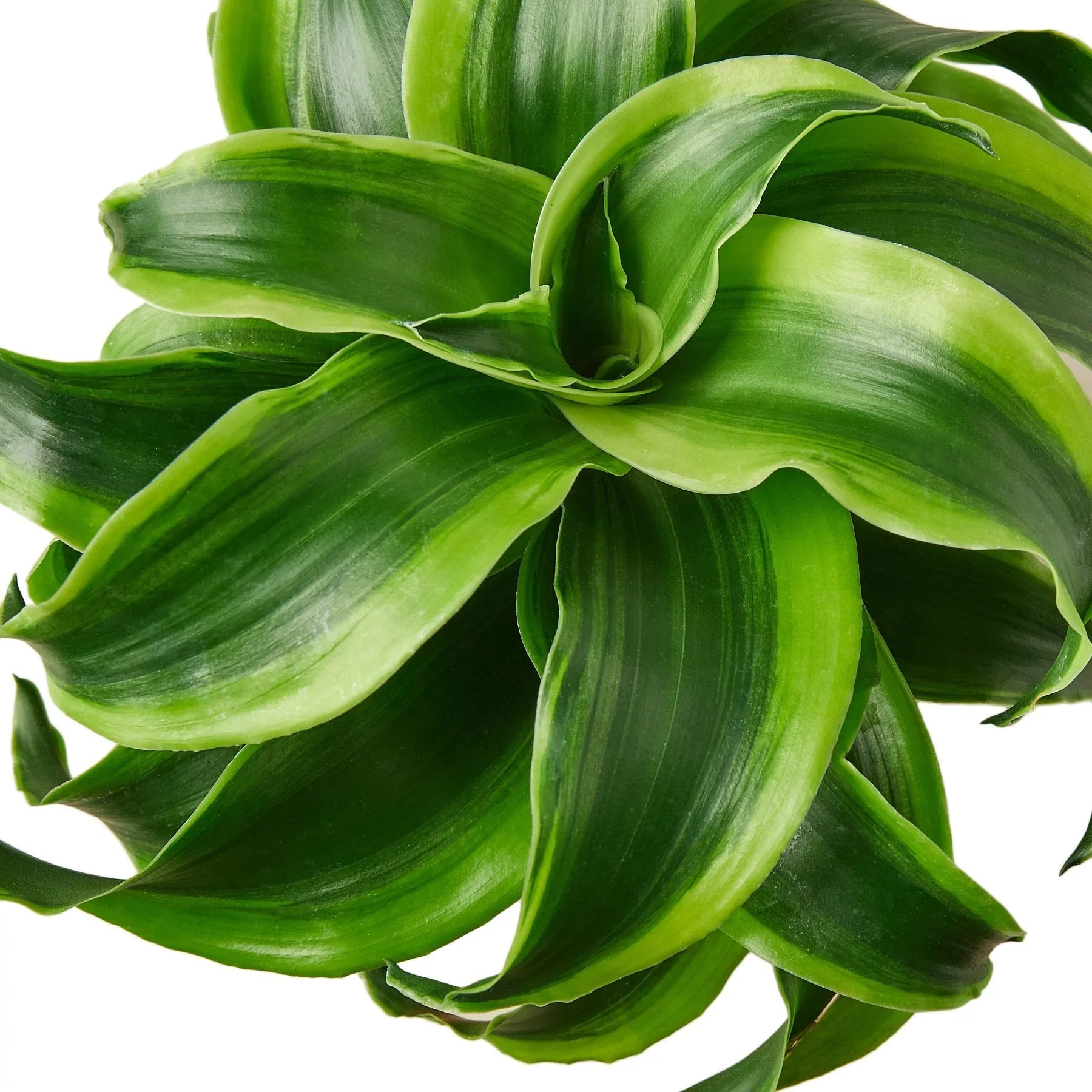 Dracaena 'Tornado' Live Indoor Plant (Dracaena deremensis), Easy Care Houseplant for Home and Office Decor - Planty Love Co