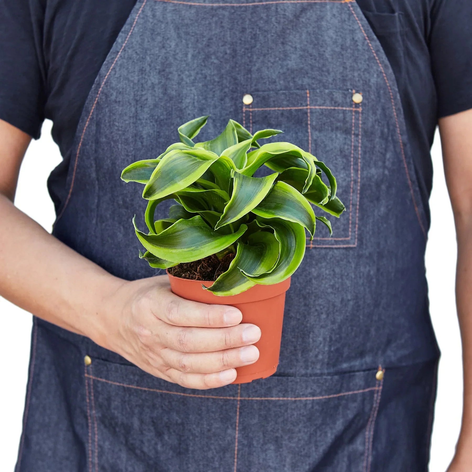 Dracaena 'Tornado' Live Indoor Plant (Dracaena deremensis), Easy Care Houseplant for Home and Office Decor - Planty Love Co