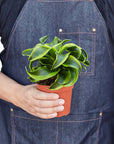 Dracaena Tornado (Dracaena deremensis)