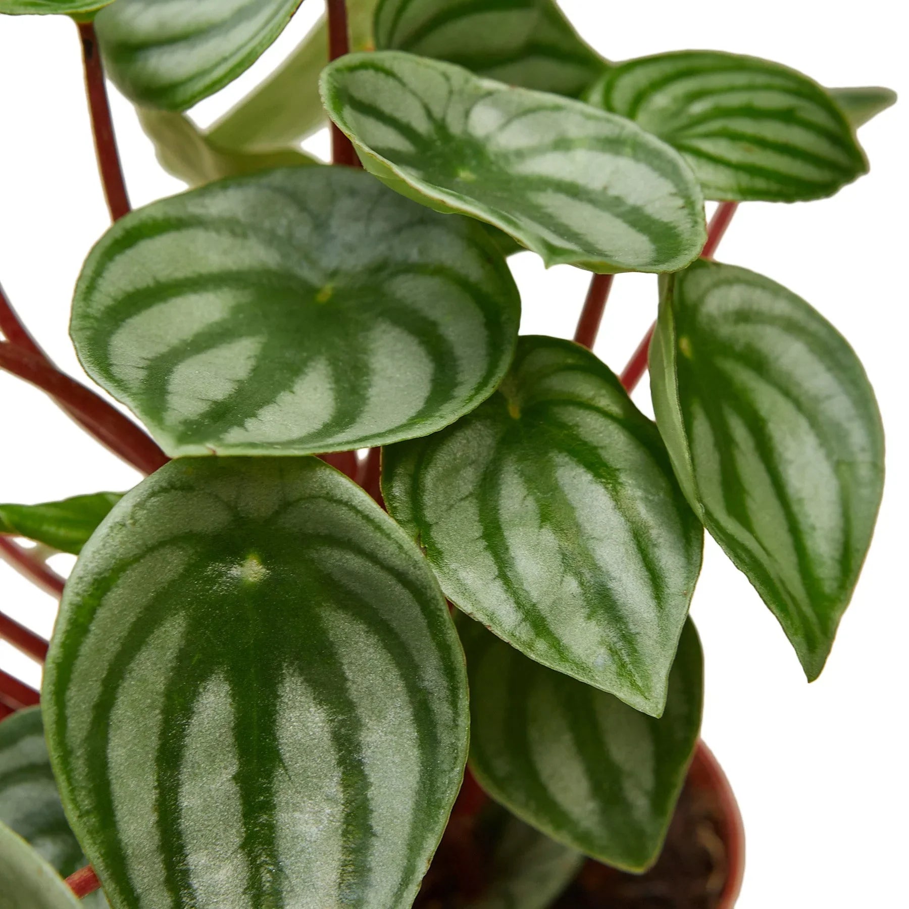 Watermelon Peperomia Live Indoor Plant (Peperomia argyreia), Easy Care Compact Foliage Houseplant for Home and Office Decor