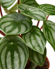 Watermelon Peperomia Live Indoor Plant (Peperomia argyreia), Easy Care Compact Foliage Houseplant for Home and Office Decor