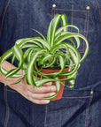 Spider Plant 'Bonnie' Live Indoor Plant (Chlorophytum comosum), Easy Care Curly Houseplant for Home and Office Decor